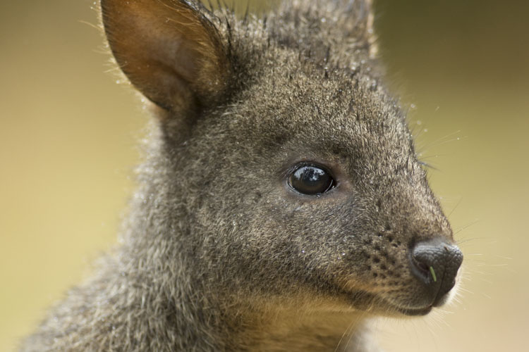 tasmania photo tour example 19